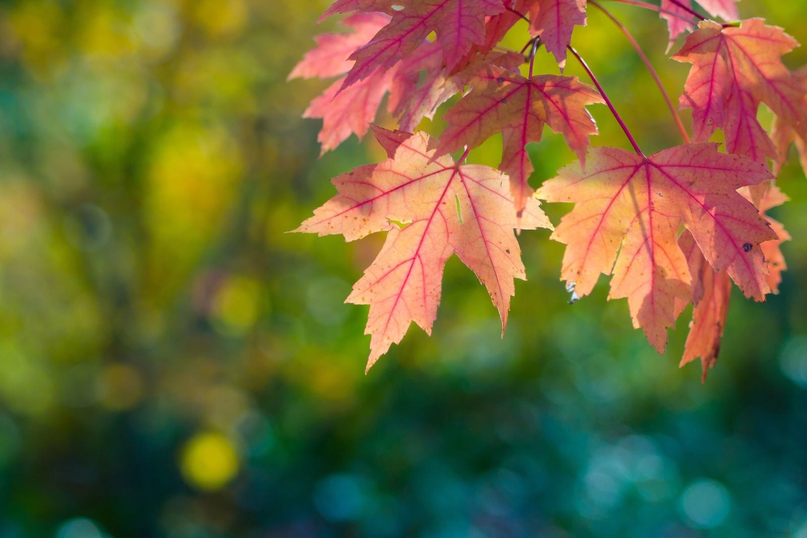 Red maple leaves glowing in autumn light
