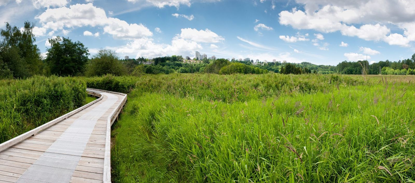 A wooden boardwalk winding through tall green grass in Deer Lake Park